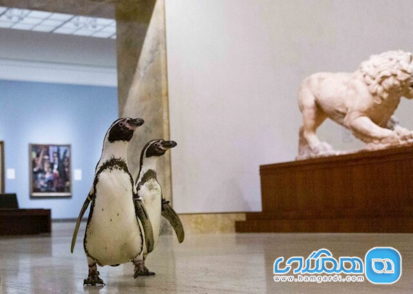وقتی درهای موزه فقط به روی پنگوئن ها باز می شوند