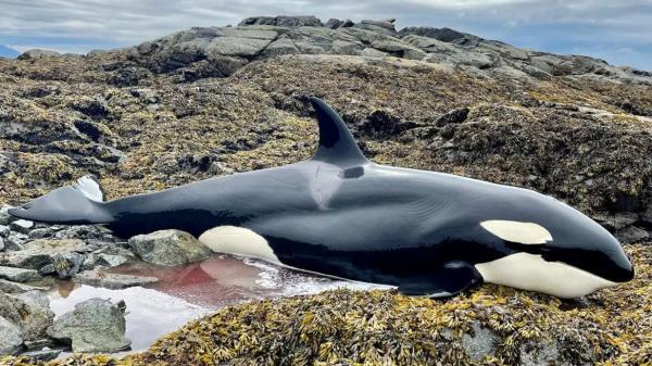 سرنوشت عجیب بچه نهنگ قاتل در یک قدمی مرگ !