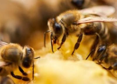 اولین واکسن برای زنبورهای عسل در آمریکا تایید شد ، آیا این واکسن از بحران جهانی گرده افشانی خواهد کاست؟