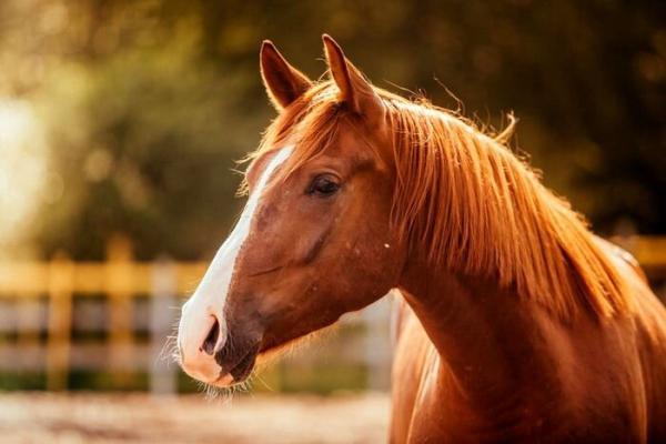 قیمت اسب از پراید جلو زد! ، جدیدترین نرخ خرید و فروش اسب را ببینید