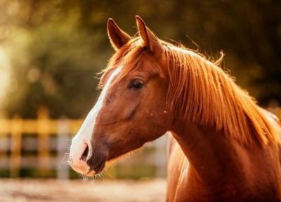 قیمت اسب از پراید جلو زد! ، جدیدترین نرخ خرید و فروش اسب را ببینید