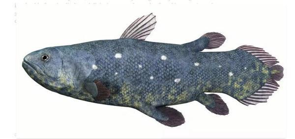 چگونه ماهی تکامل یافت تا راه برود و تبدیل به انسان گردد؟